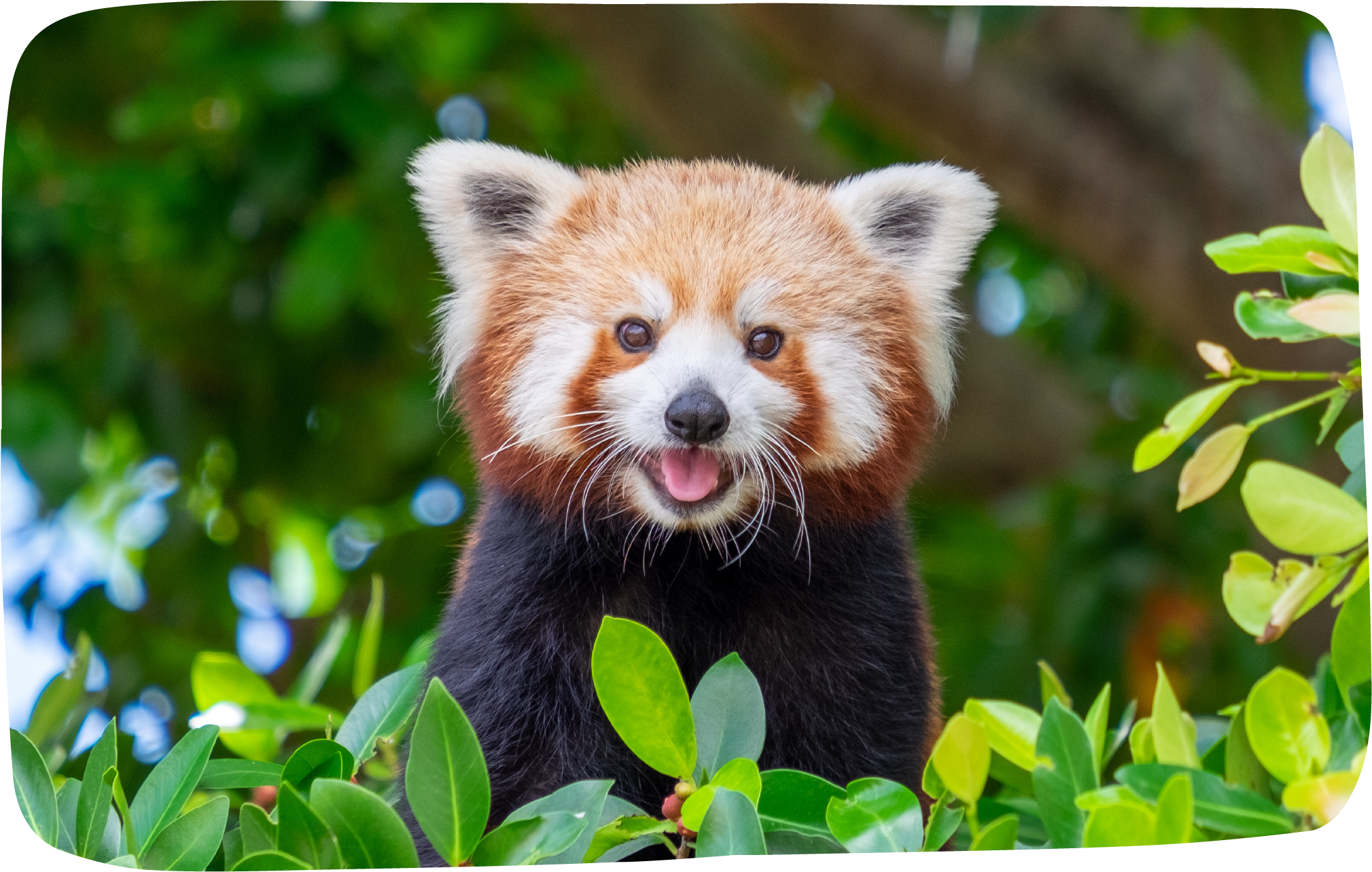 Red panda amongst leaves looking directly at the camera
