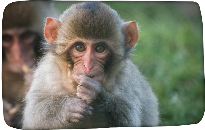 Japanese macaque making eye contact